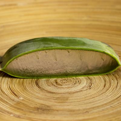 Aloe Leaf